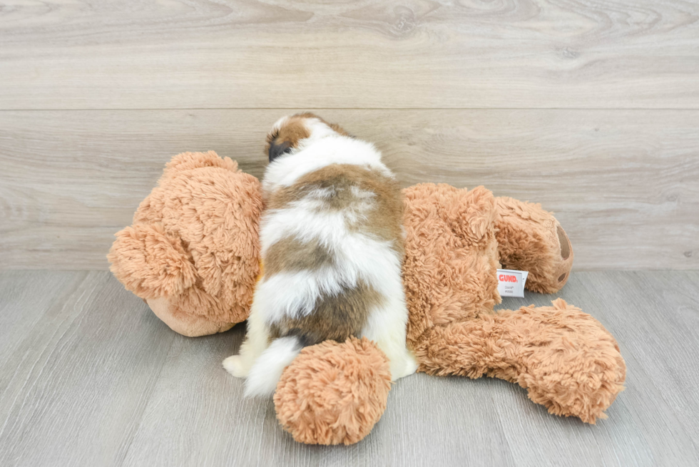 Shih Pom Pup Being Cute