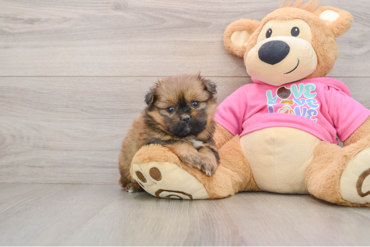 Shih Pom Puppy for Adoption