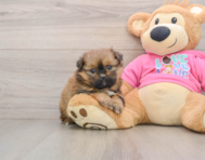 7 week old Shih Pom Puppy For Sale - Puppy Love PR