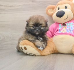 5 week old Shih Pom Puppy For Sale - Puppy Love PR