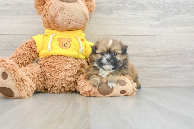Meet Gibson - our Shih Pom Puppy Photo 1/3 - Puppy Love PR Best Shih Pom Baby