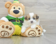 5 week old Shih Pom Puppy For Sale - Puppy Love PR