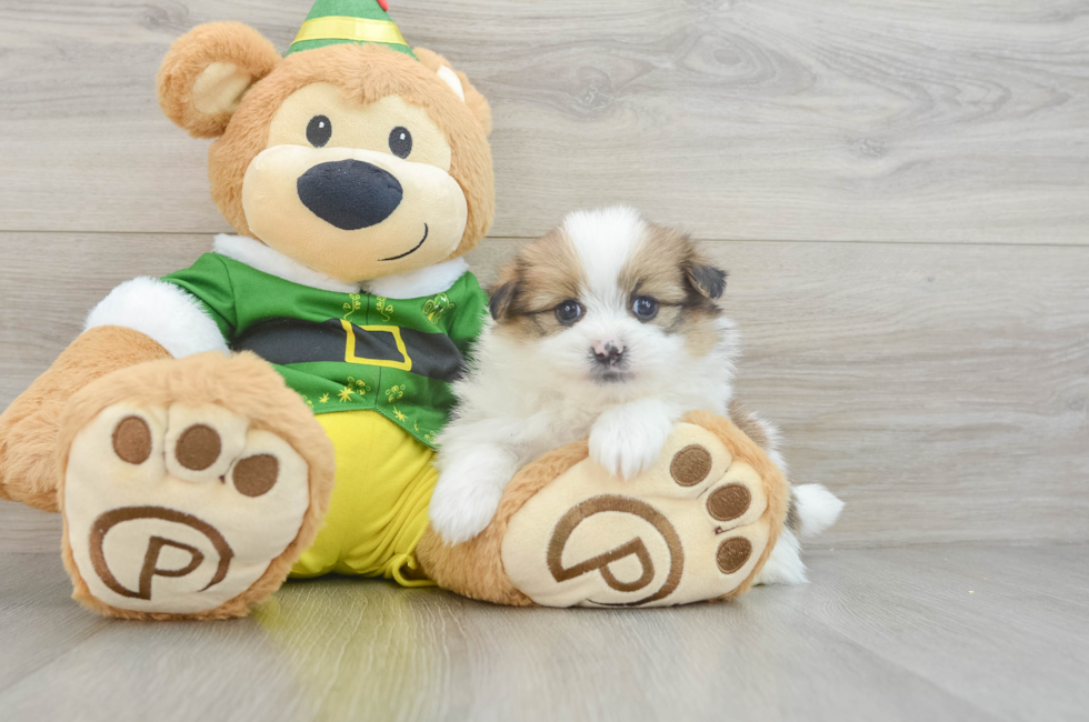 5 week old Shih Pom Puppy For Sale - Puppy Love PR