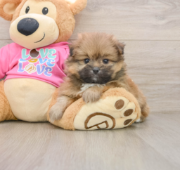 5 week old Shih Pom Puppy For Sale - Puppy Love PR