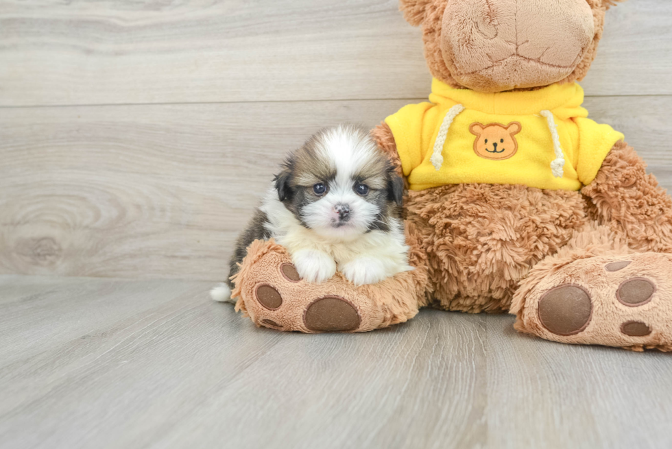 Best Shih Pom Baby