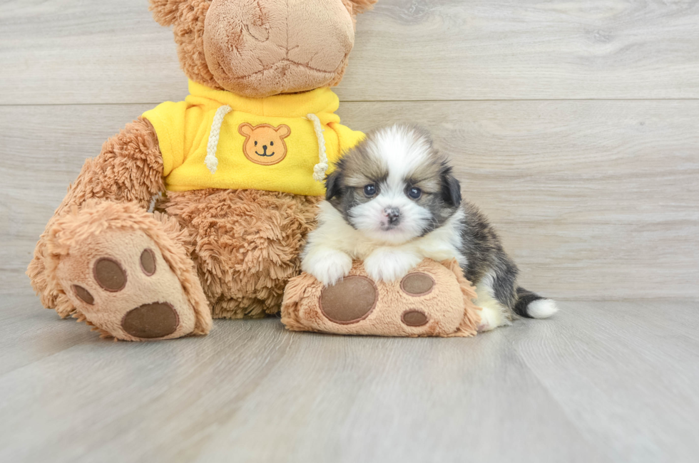 5 week old Shih Pom Puppy For Sale - Puppy Love PR