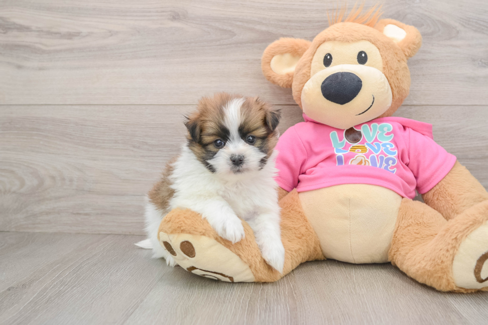 Shih Pom Puppy for Adoption