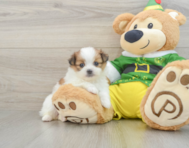 5 week old Shih Pom Puppy For Sale - Puppy Love PR