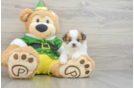 Playful Pom Tzu Designer Puppy