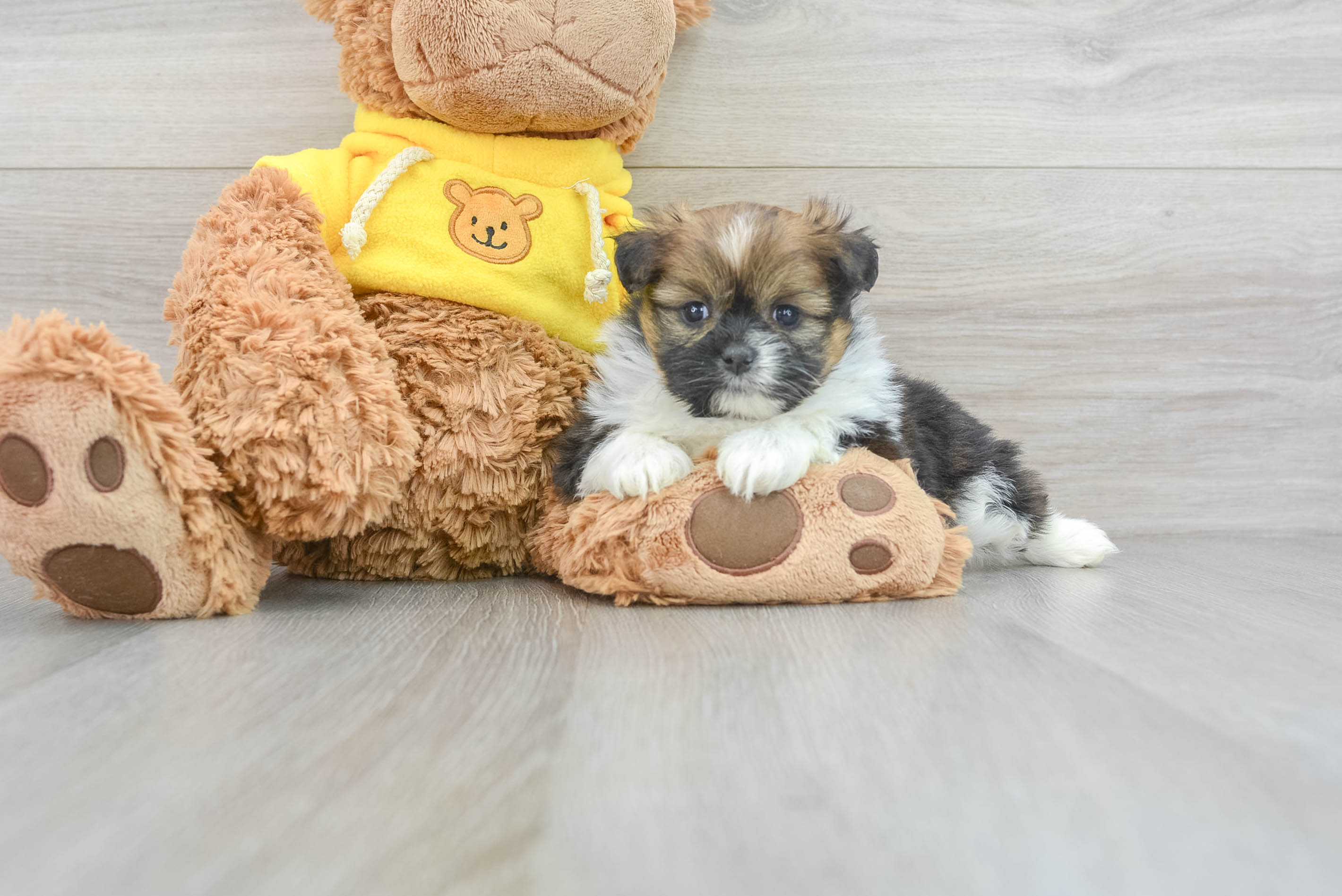 Shih Pom Pup Being Cute