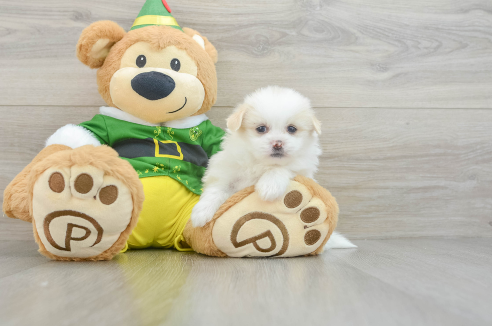 5 week old Shih Pom Puppy For Sale - Puppy Love PR