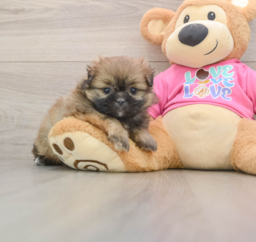 5 week old Shih Pom Puppy For Sale - Puppy Love PR