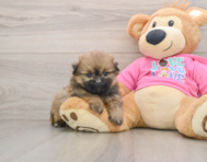 6 week old Shih Pom Puppy For Sale - Puppy Love PR