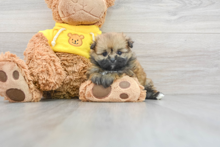 Meet Gwyneth - our Shih Pom Puppy Photo 1/3 - Puppy Love PR Funny Shih Pom Designer Pup