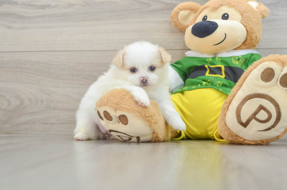 5 week old Shih Pom Puppy For Sale - Puppy Love PR