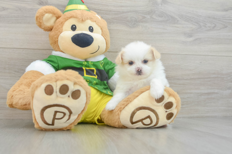 Popular Shih Pom Designer Pup