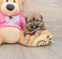 6 week old Shih Pom Puppy For Sale - Puppy Love PR