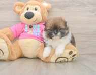 5 week old Shih Pom Puppy For Sale - Puppy Love PR