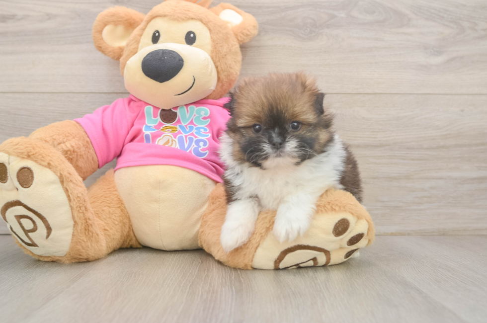 5 week old Shih Pom Puppy For Sale - Puppy Love PR