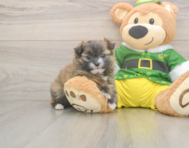 5 week old Shih Pom Puppy For Sale - Puppy Love PR