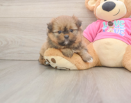 5 week old Shih Pom Puppy For Sale - Puppy Love PR