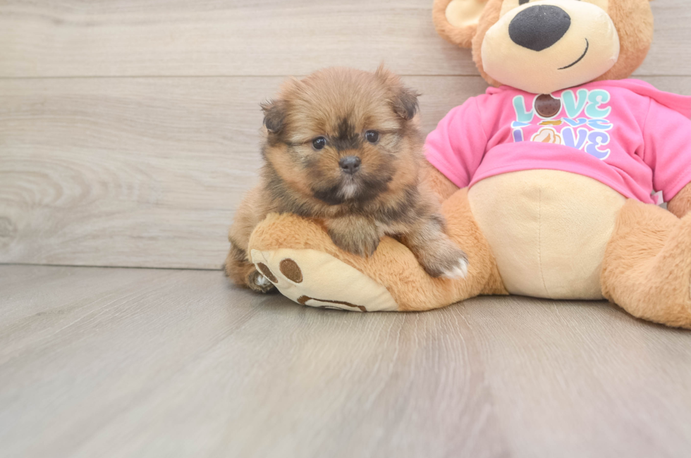 5 week old Shih Pom Puppy For Sale - Puppy Love PR