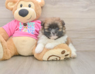 5 week old Shih Pom Puppy For Sale - Puppy Love PR