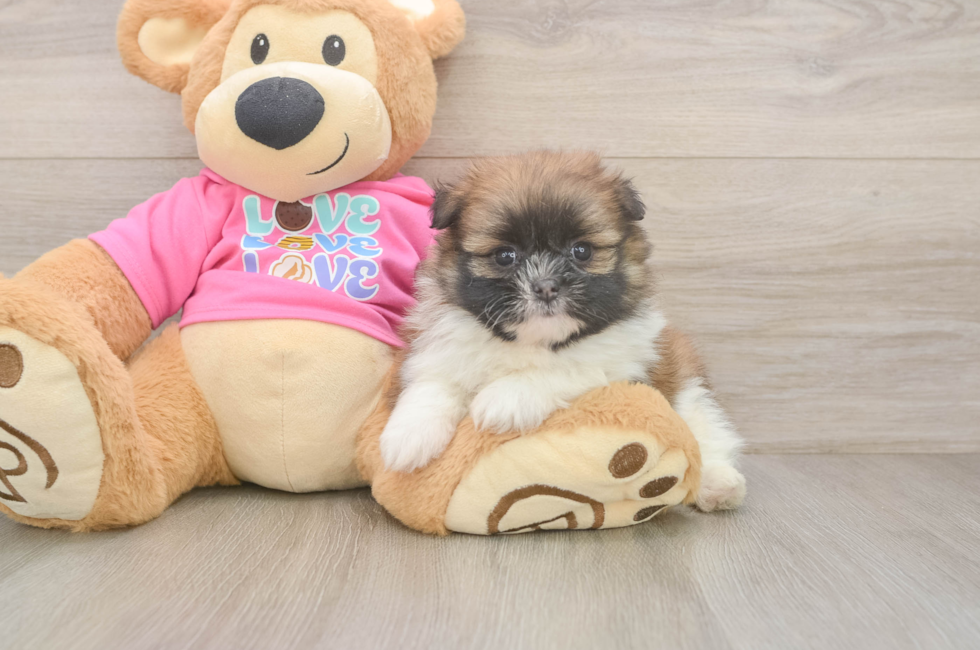 5 week old Shih Pom Puppy For Sale - Puppy Love PR