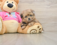 6 week old Shih Pom Puppy For Sale - Puppy Love PR