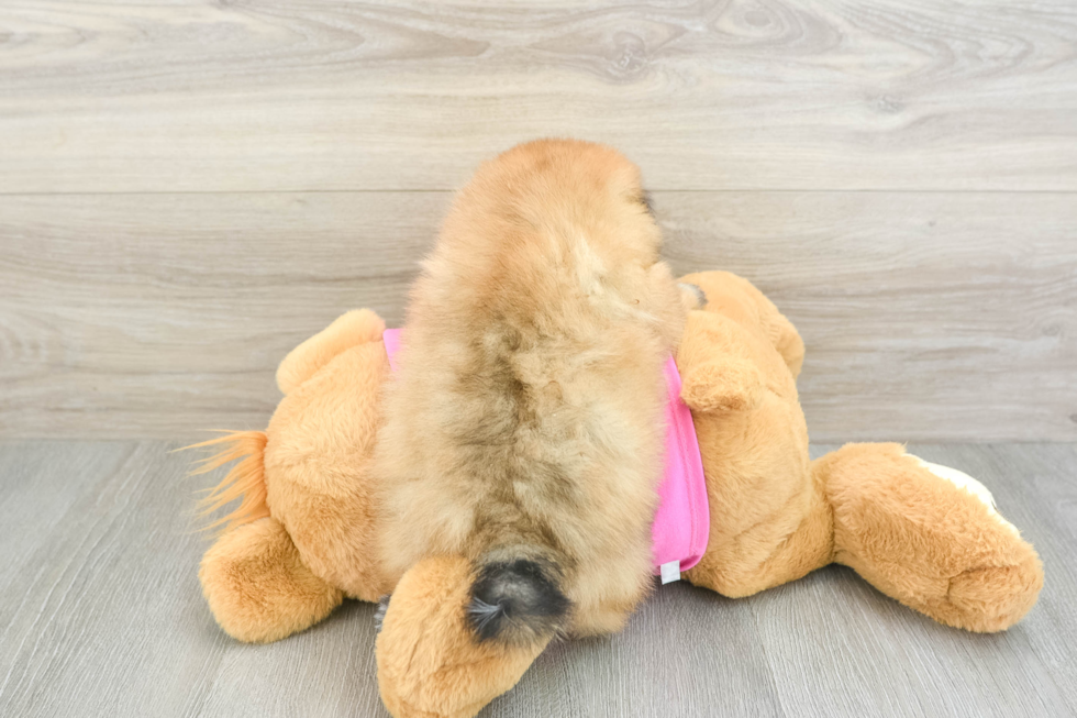 Shih Pom Puppy for Adoption