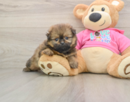 6 week old Shih Pom Puppy For Sale - Puppy Love PR
