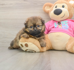 7 week old Shih Pom Puppy For Sale - Puppy Love PR