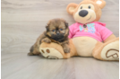 Shih Pom Pup Being Cute