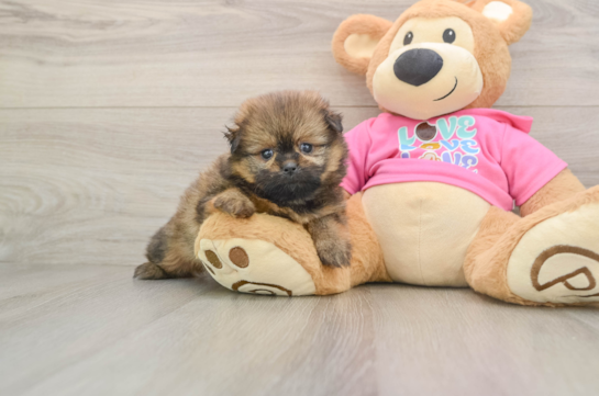 Shih Pom Pup Being Cute