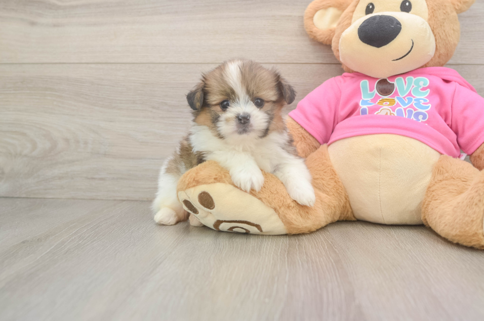 5 week old Shih Pom Puppy For Sale - Puppy Love PR