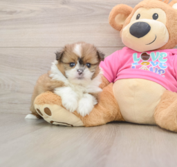 5 week old Shih Pom Puppy For Sale - Puppy Love PR