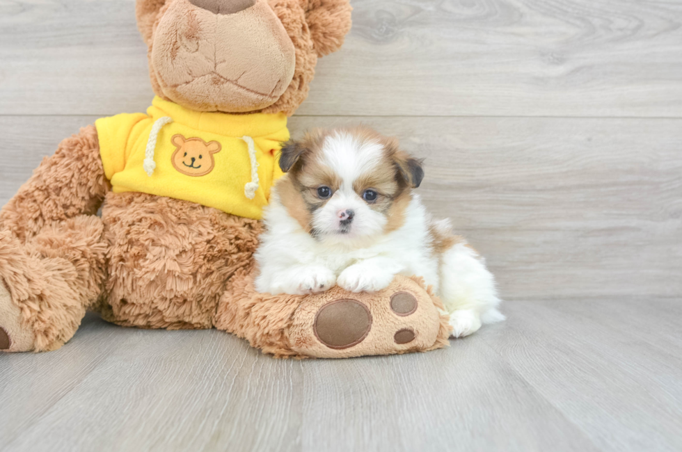 7 week old Shih Pom Puppy For Sale - Puppy Love PR