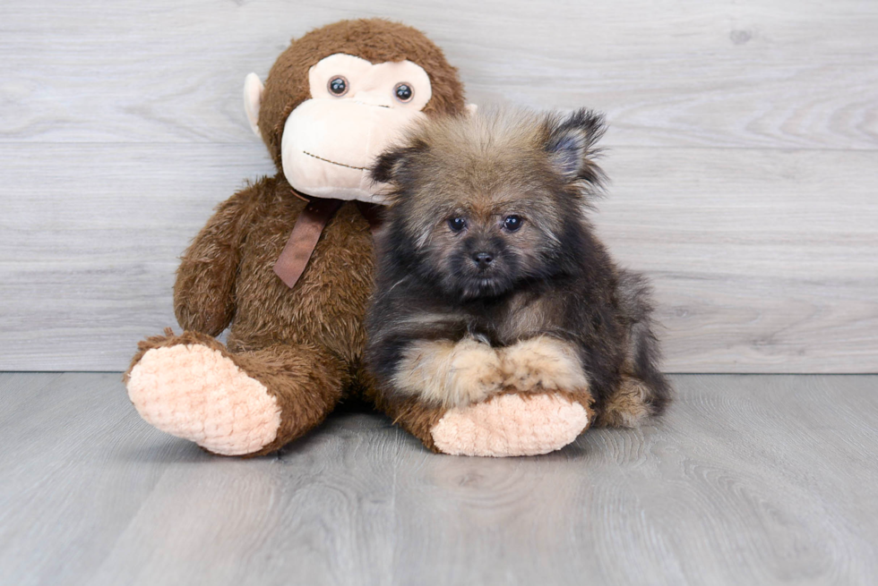 Shih Pom Pup Being Cute