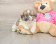 6 week old Shih Pom Puppy For Sale - Puppy Love PR