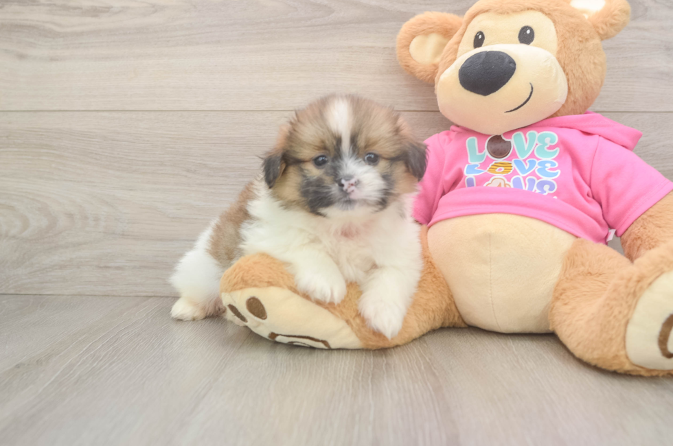5 week old Shih Pom Puppy For Sale - Puppy Love PR