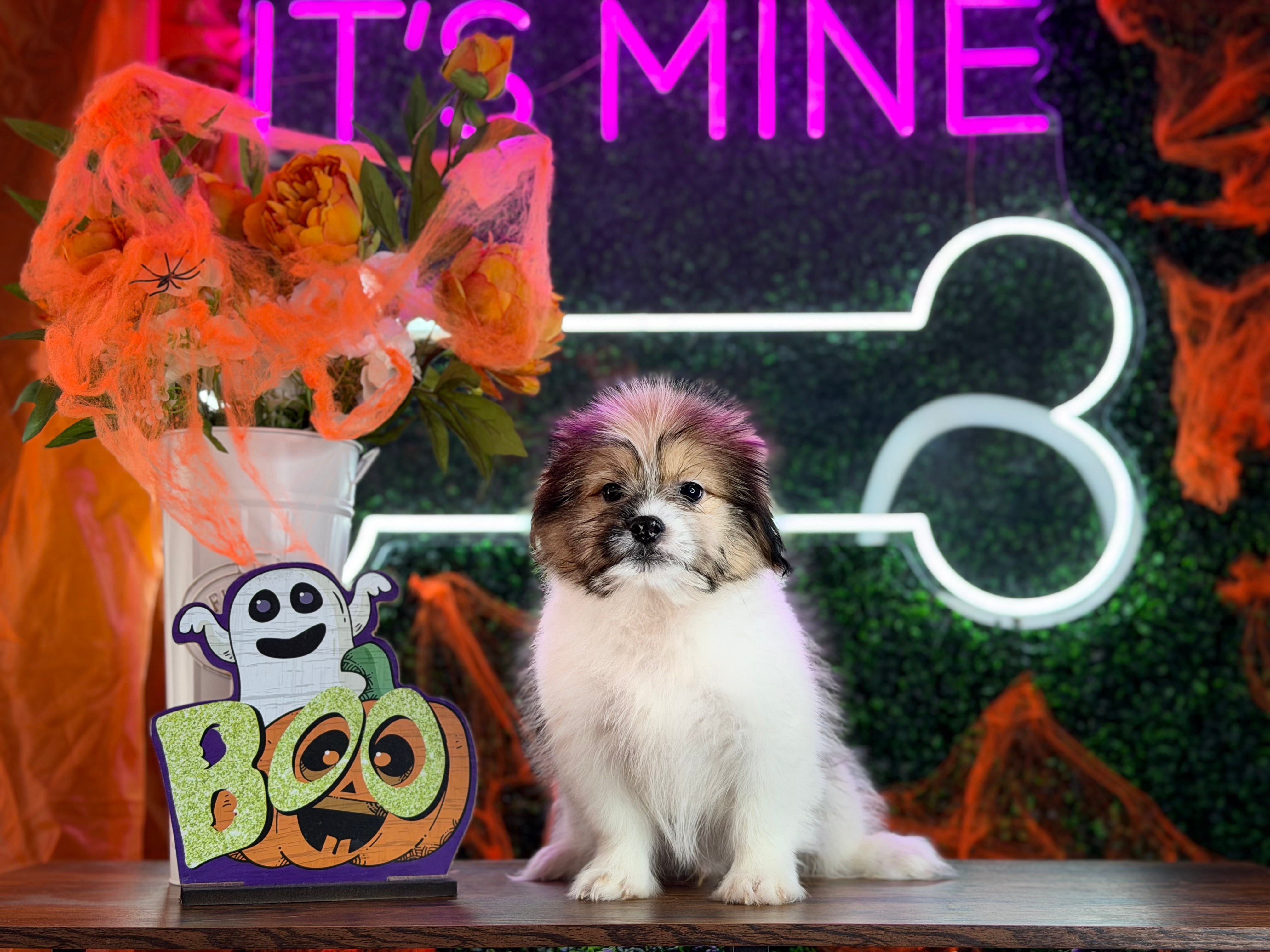 Shih Pom Puppy for Adoption
