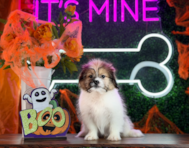 12 week old Shih Pom Puppy For Sale - Puppy Love PR
