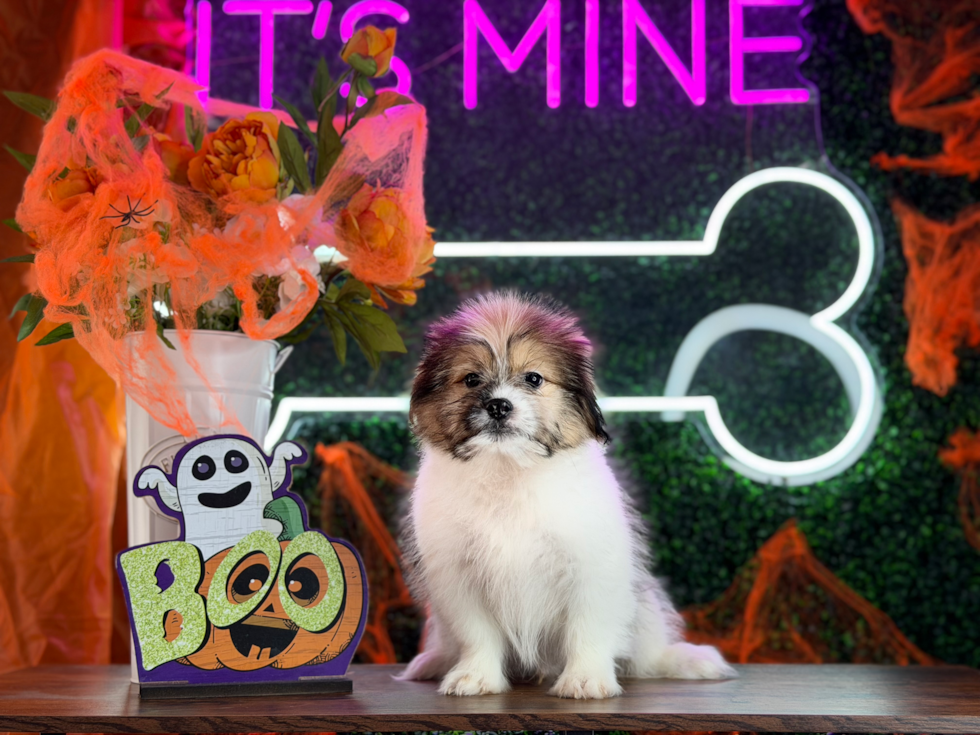 Shih Pom Puppy for Adoption