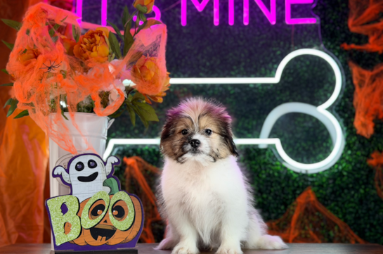 Shih Pom Pup Being Cute