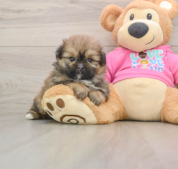 5 week old Shih Pom Puppy For Sale - Puppy Love PR