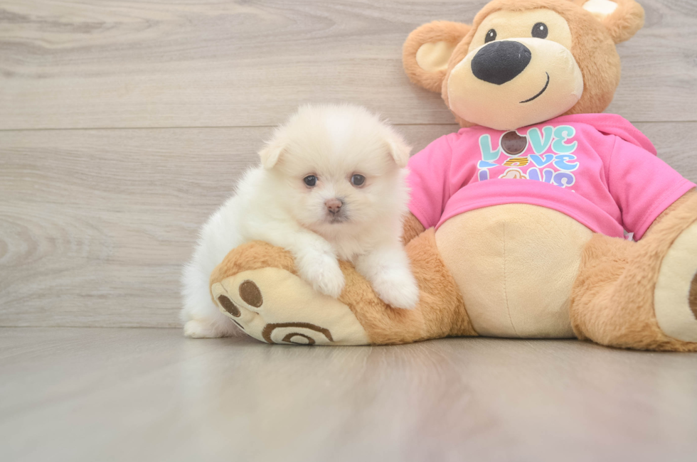 5 week old Shih Pom Puppy For Sale - Puppy Love PR