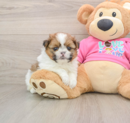 5 week old Shih Pom Puppy For Sale - Puppy Love PR