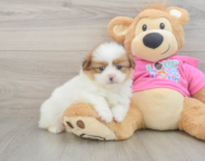 6 week old Shih Pom Puppy For Sale - Puppy Love PR