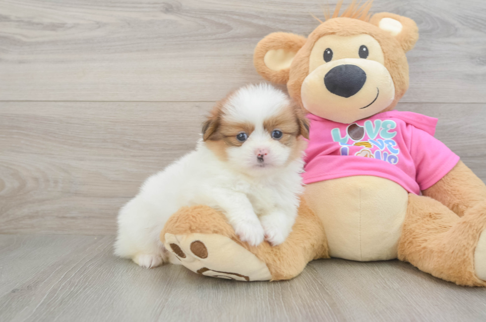 6 week old Shih Pom Puppy For Sale - Puppy Love PR