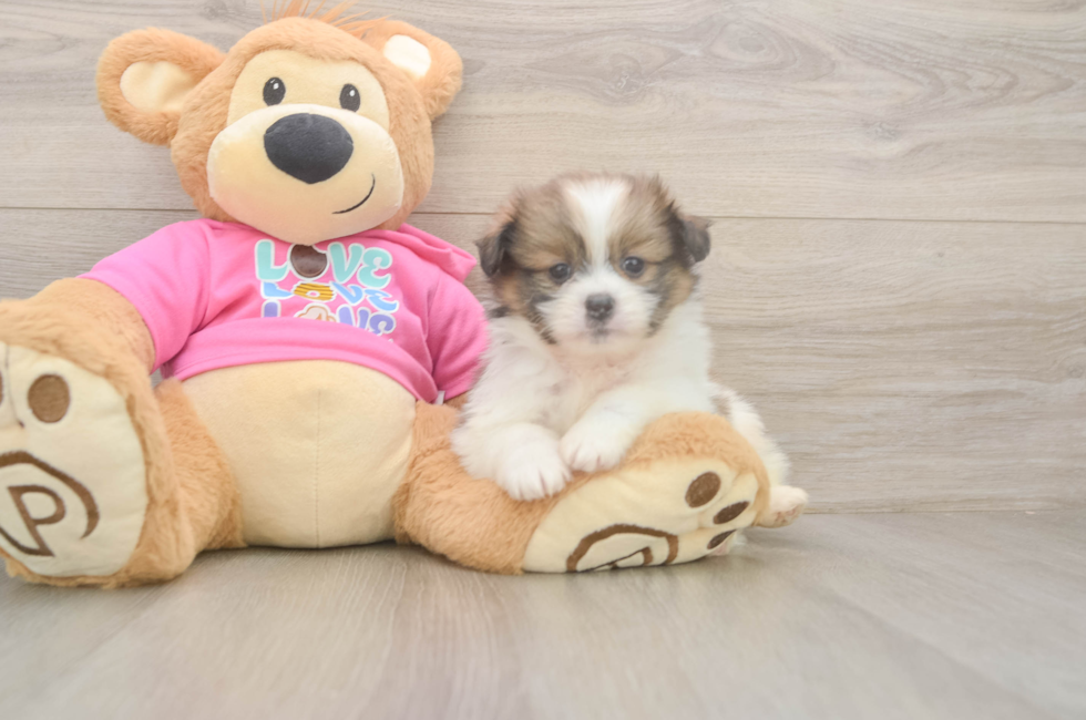 5 week old Shih Pom Puppy For Sale - Puppy Love PR